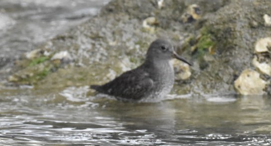 Purple Sandpiper - ML629554443