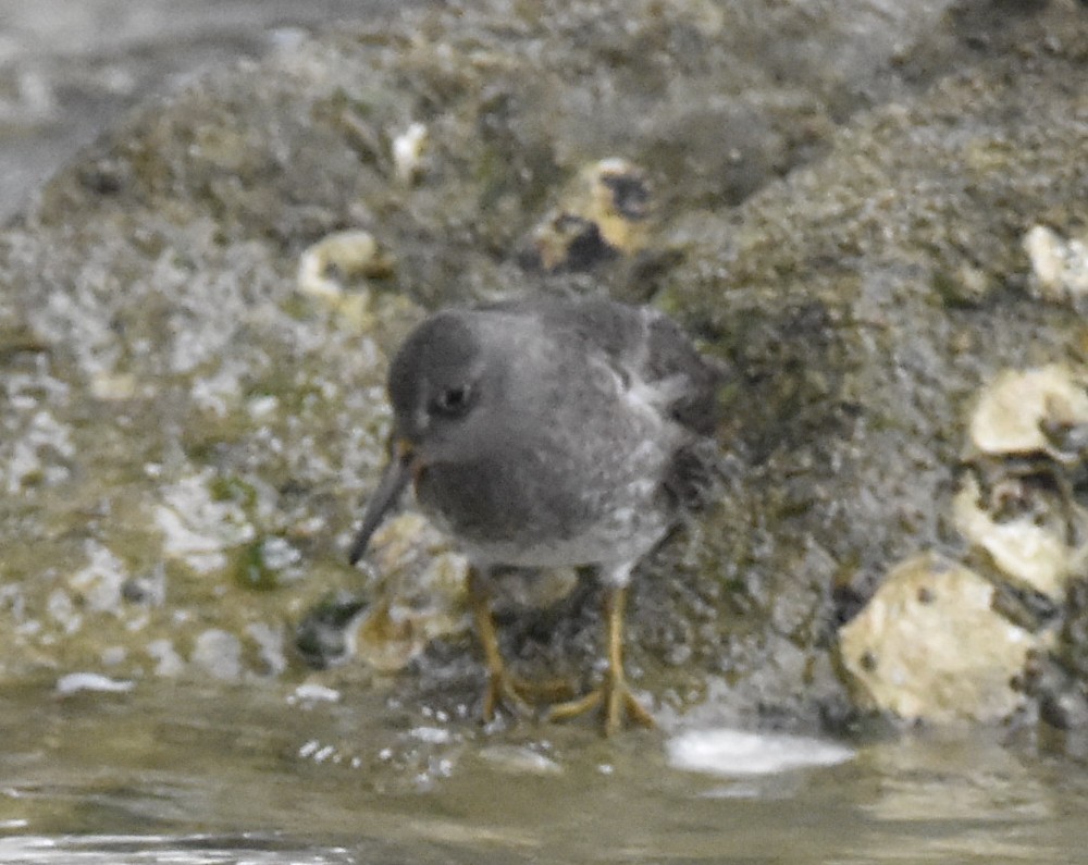 Purple Sandpiper - ML629554444