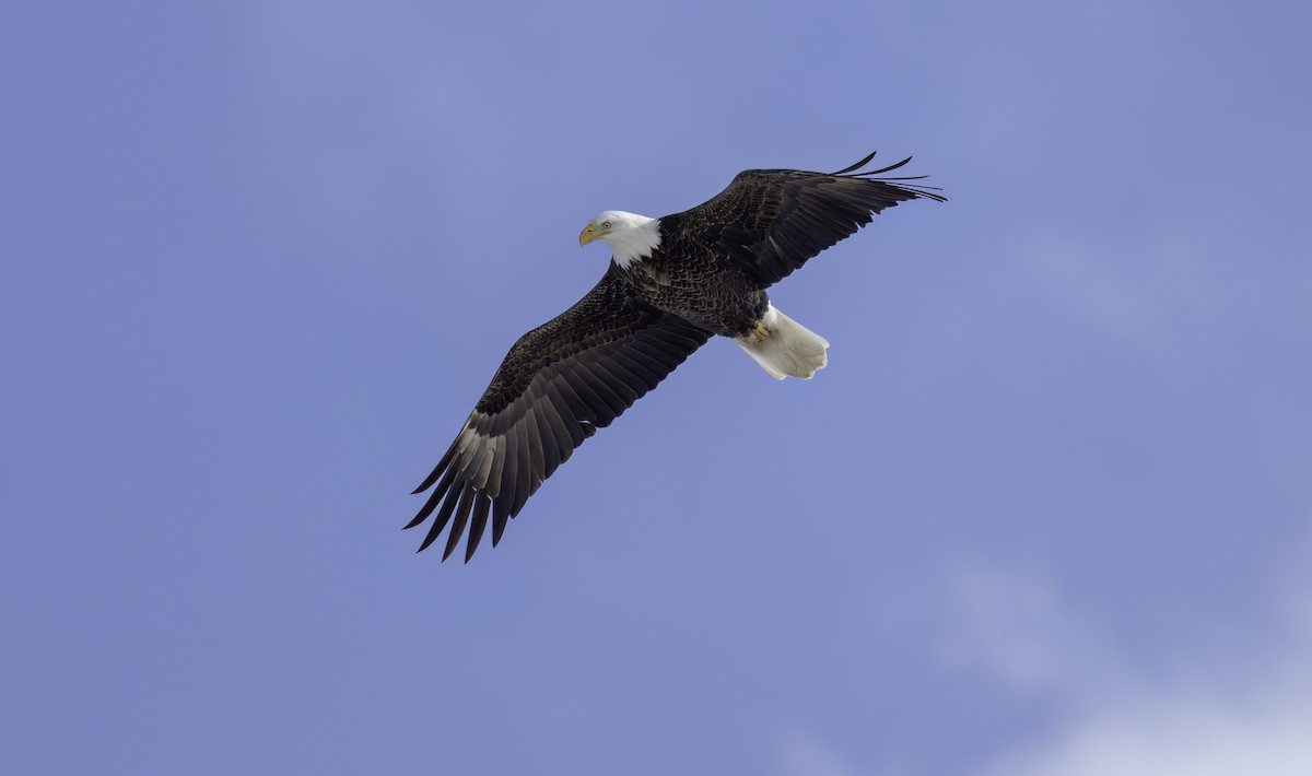 Bald Eagle - ML629554541