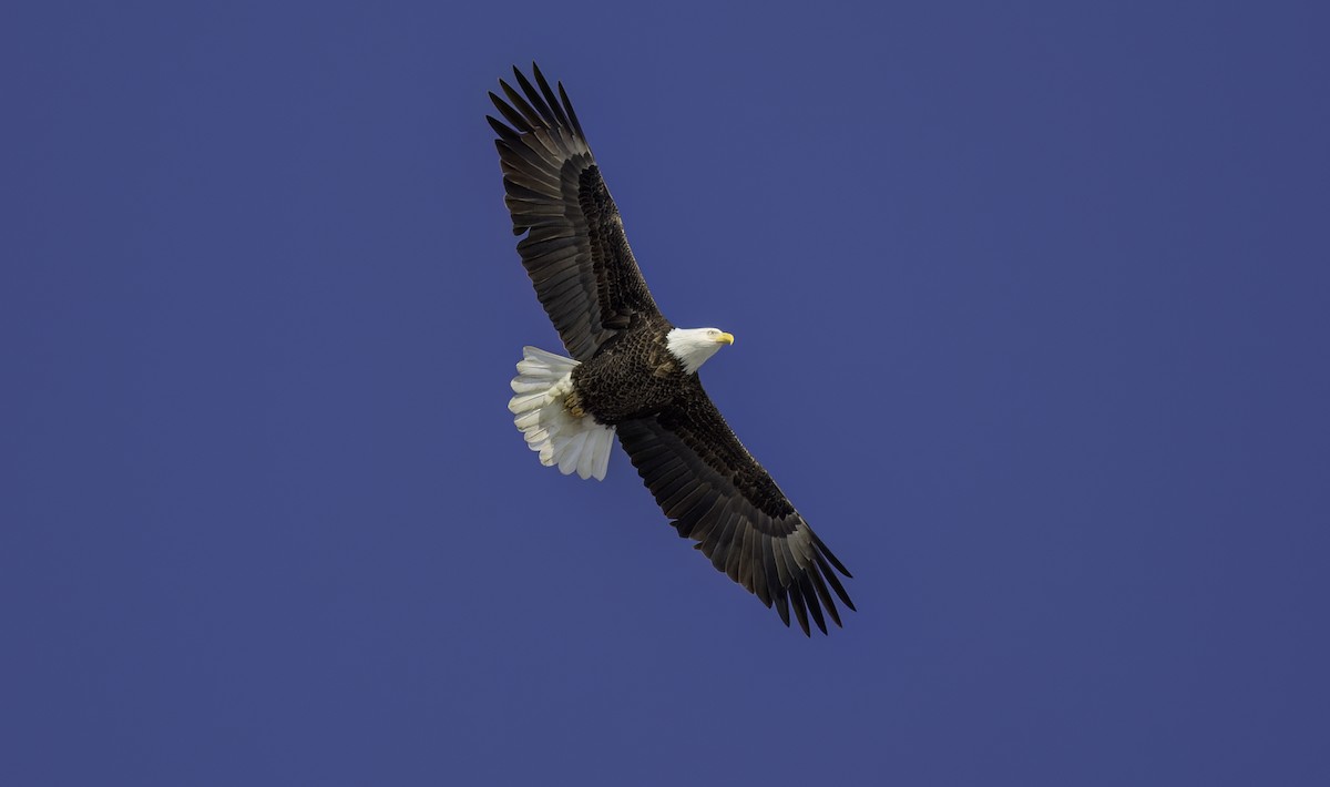 Bald Eagle - ML629554542