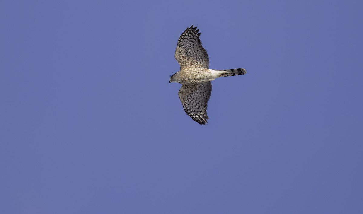 Cooper's Hawk - ML629554546