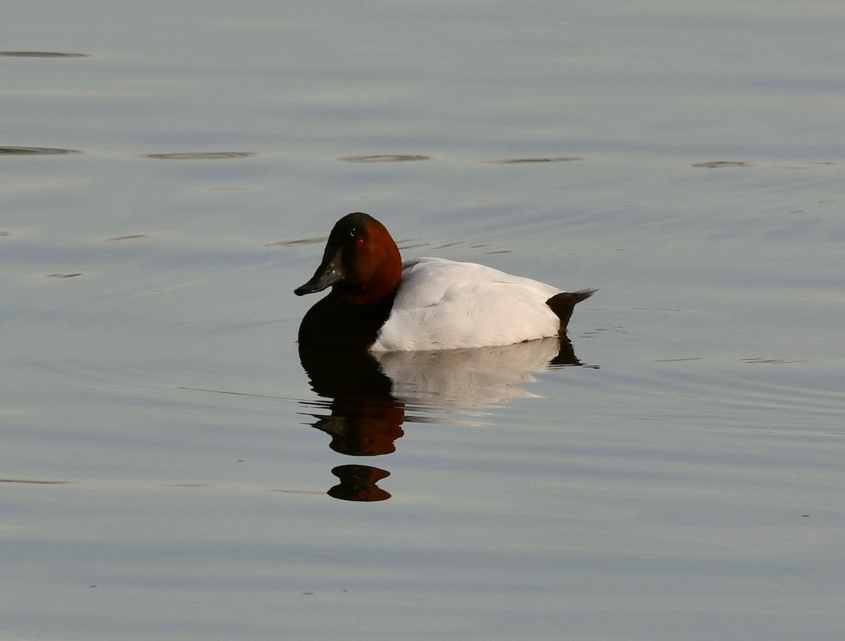 Canvasback - ML629554553