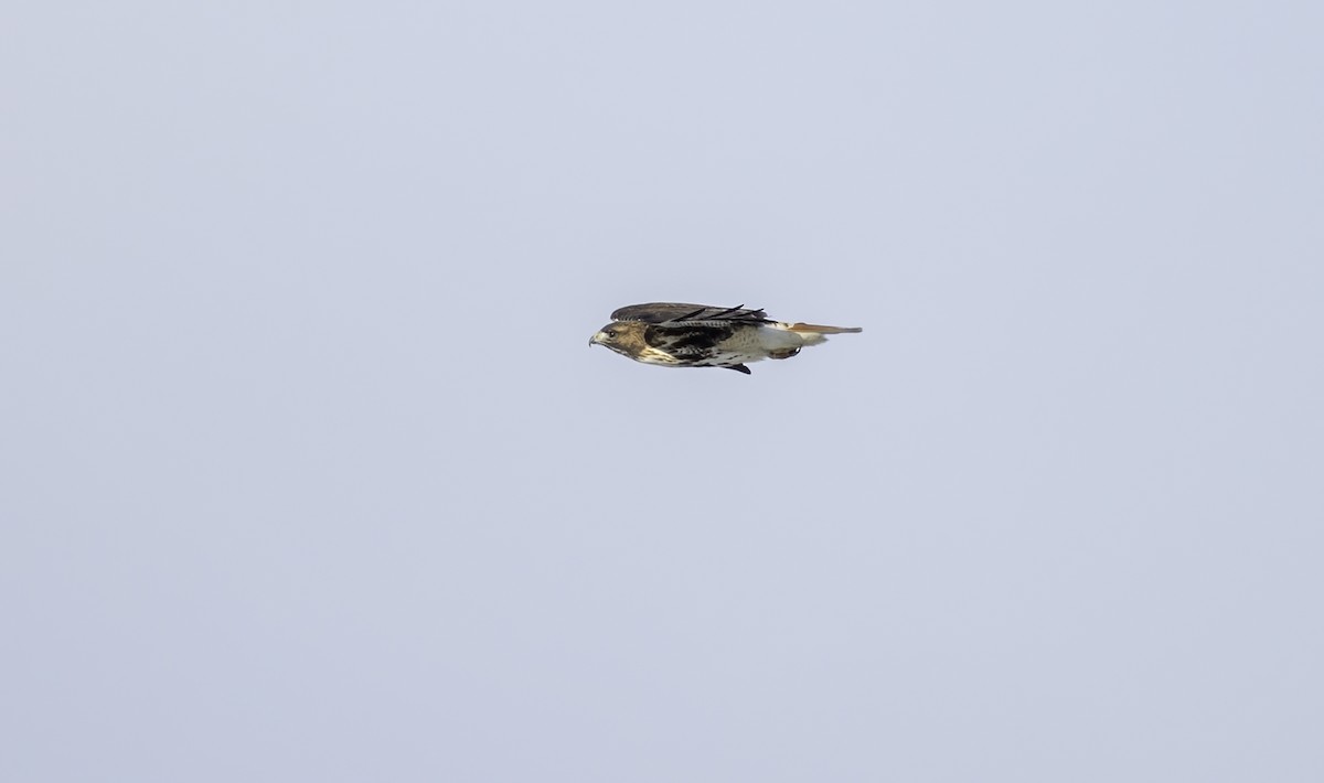 Red-tailed Hawk (abieticola) - ML629554554