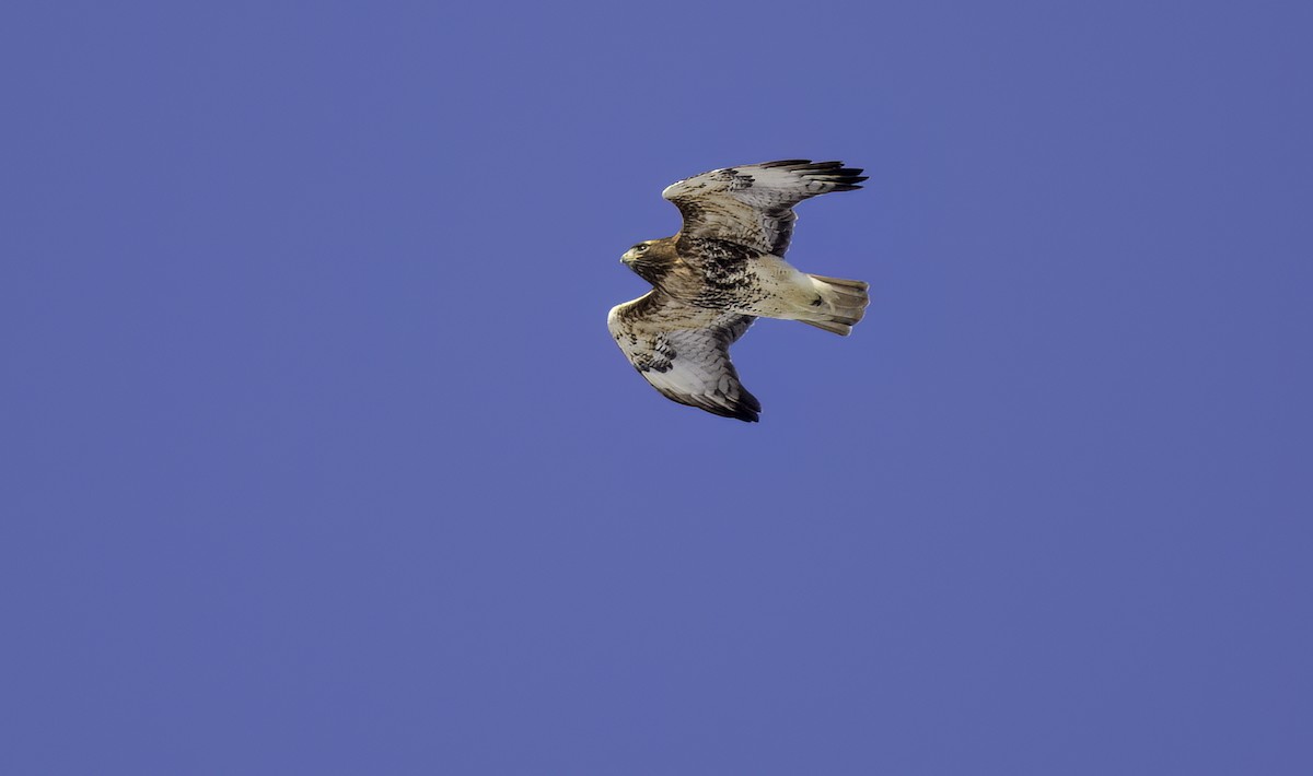Red-tailed Hawk (abieticola) - ML629554555