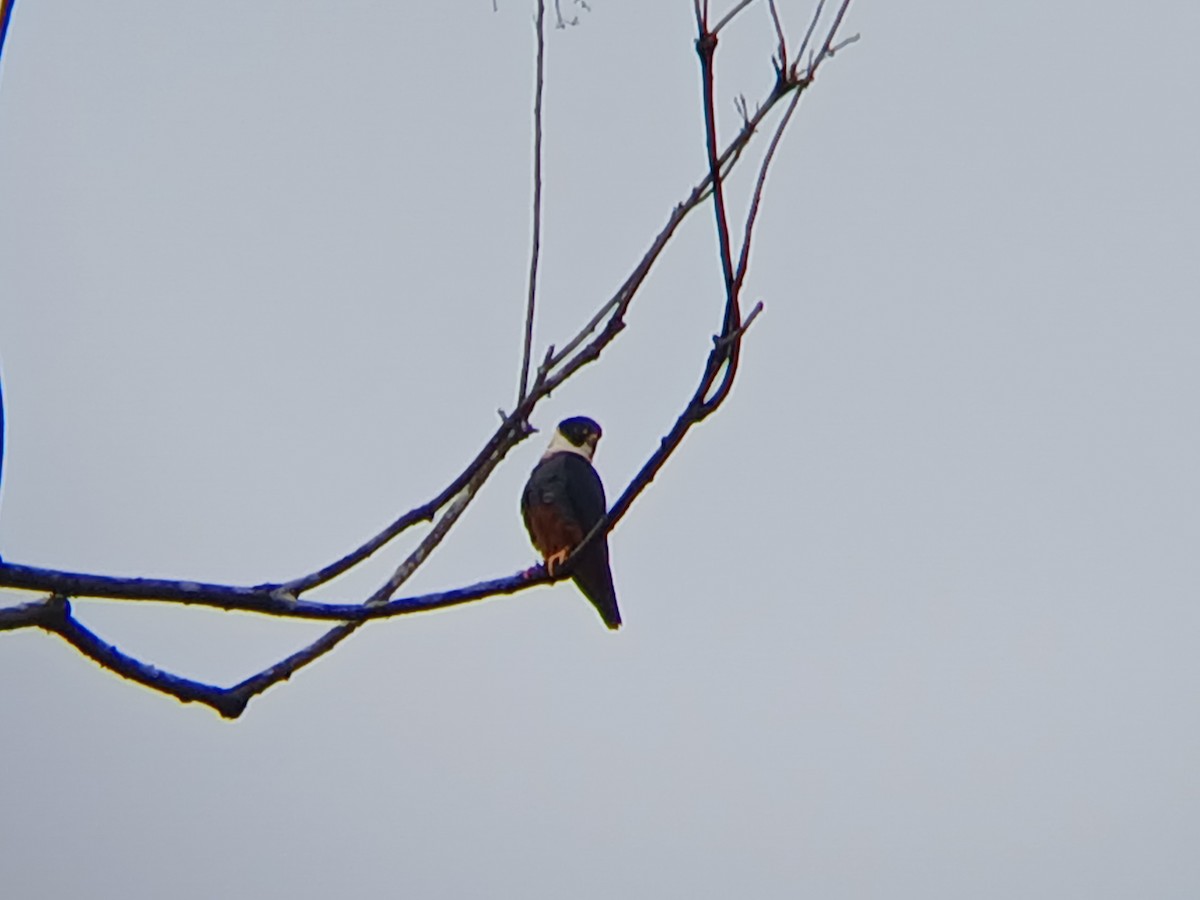 Bat Falcon - ML629554663