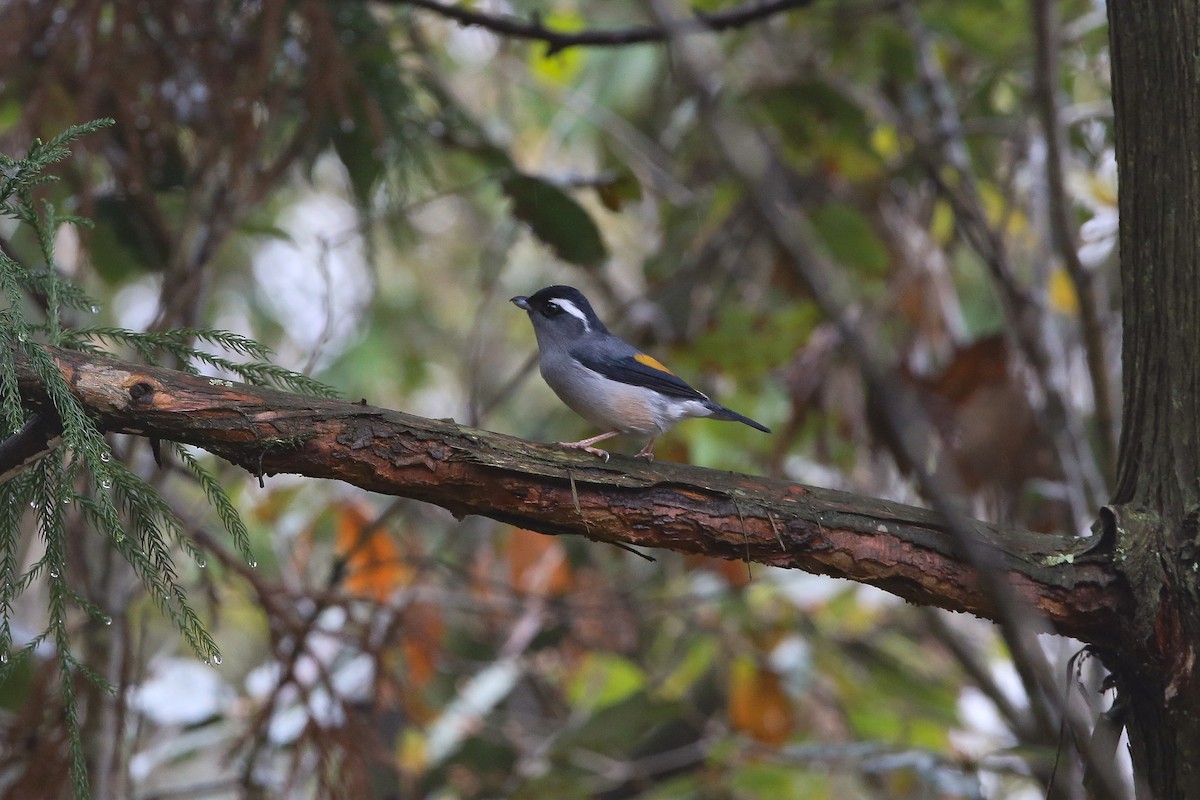 White-browed Shrike-Babbler (Gray-breasted) - ML629555003