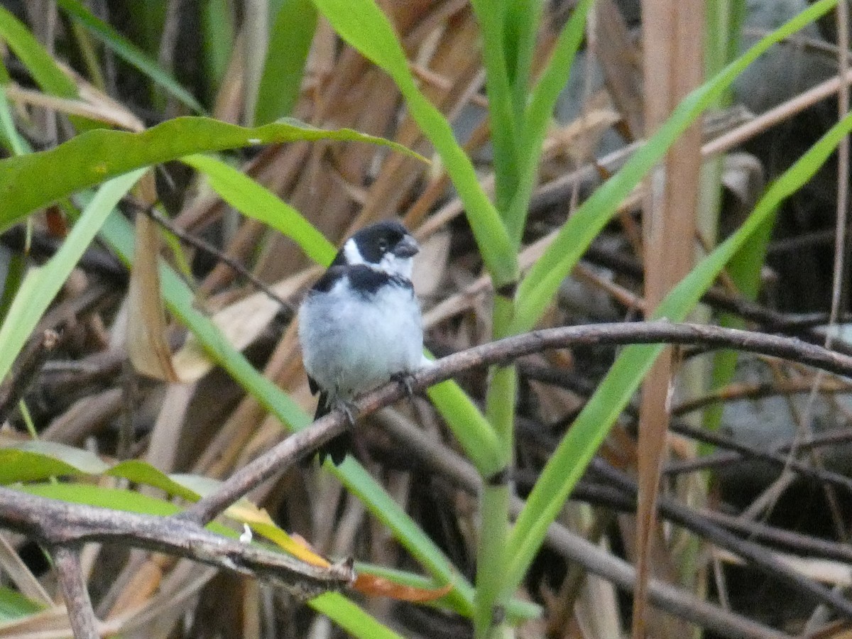 Wing-barred Seedeater (Caqueta) - ML629555294
