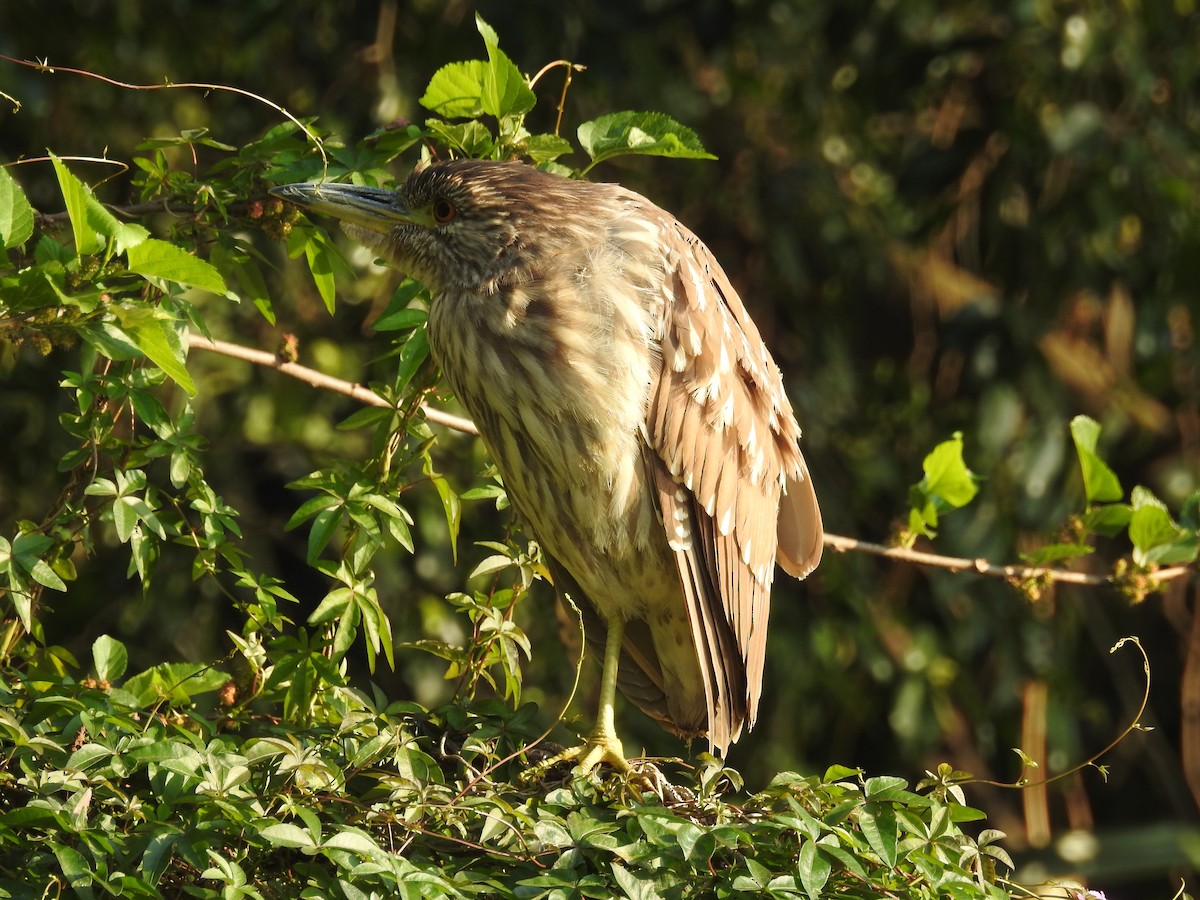 Black-crowned Night Heron - ML629555341