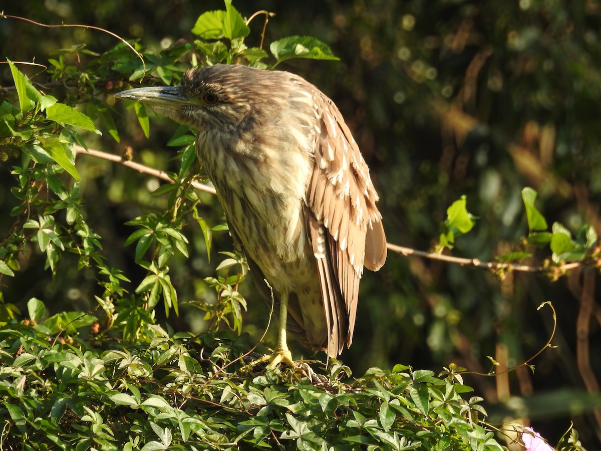 Black-crowned Night Heron - ML629555342