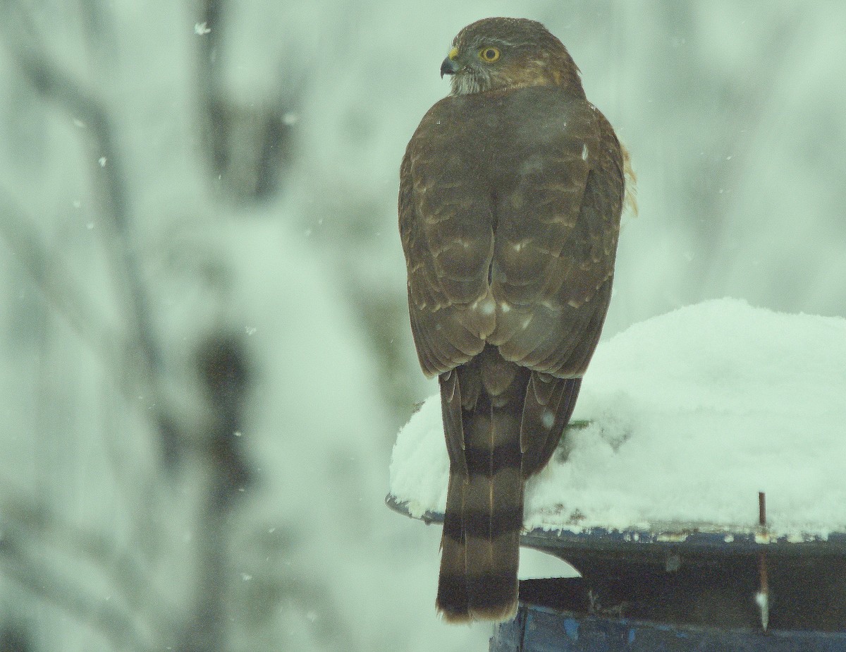 Sharp-shinned Hawk - ML629555983