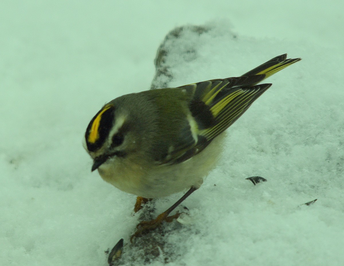 Golden-crowned Kinglet - ML629555997