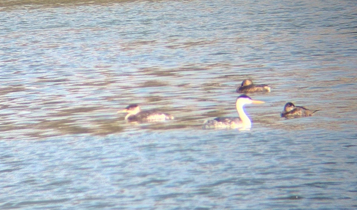 Red-necked Grebe - ML629556001