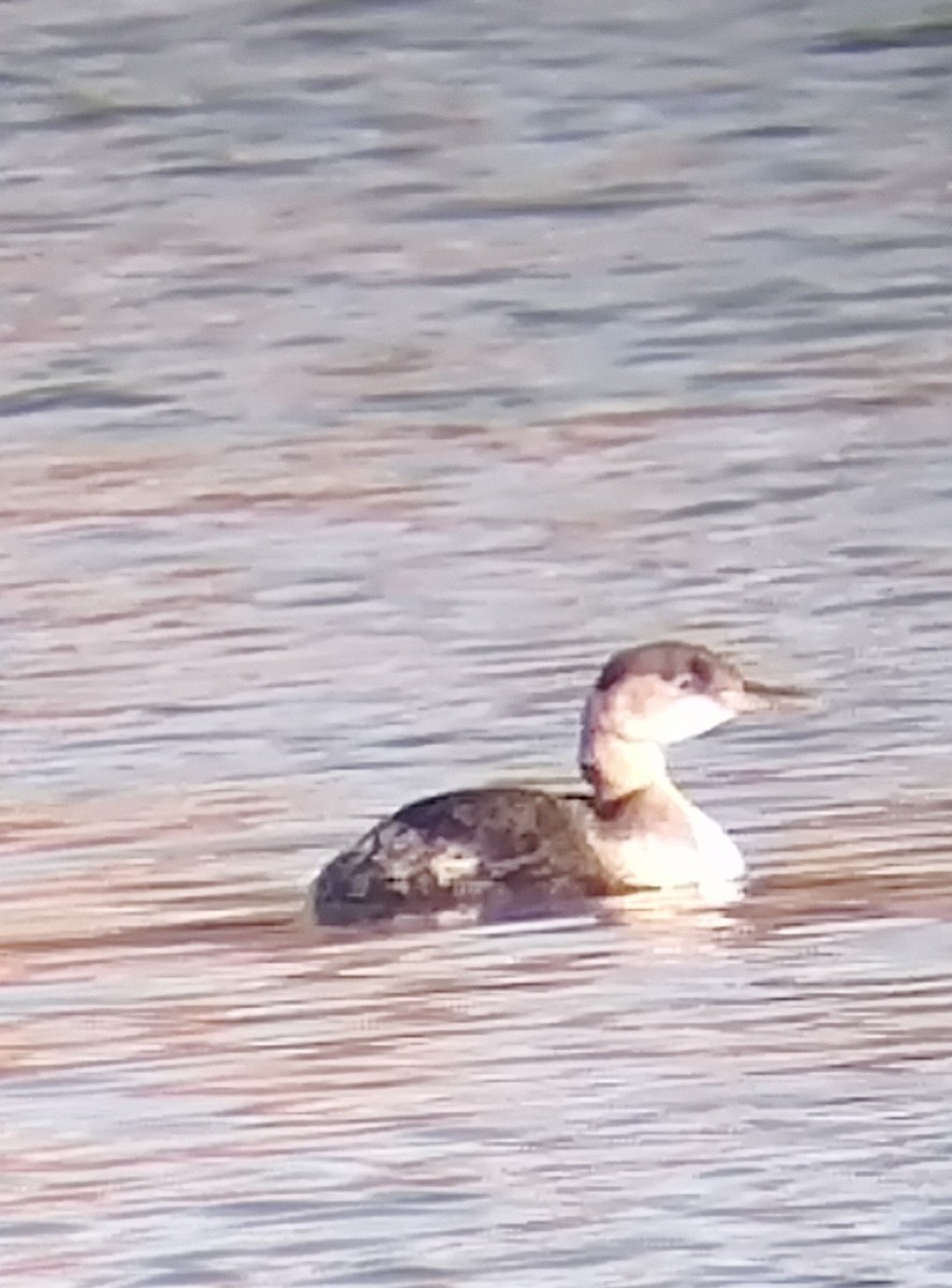 Red-necked Grebe - ML629556002
