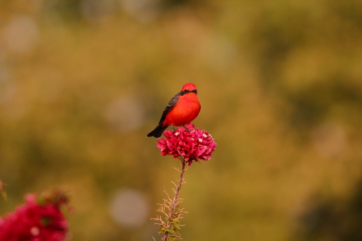 Vermilion Flycatcher - ML629556030