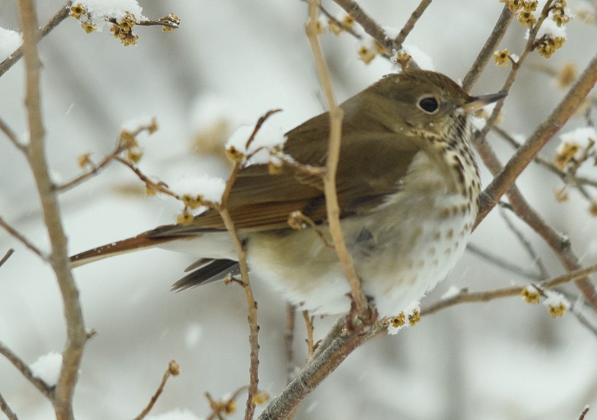 Hermit Thrush - ML629556035