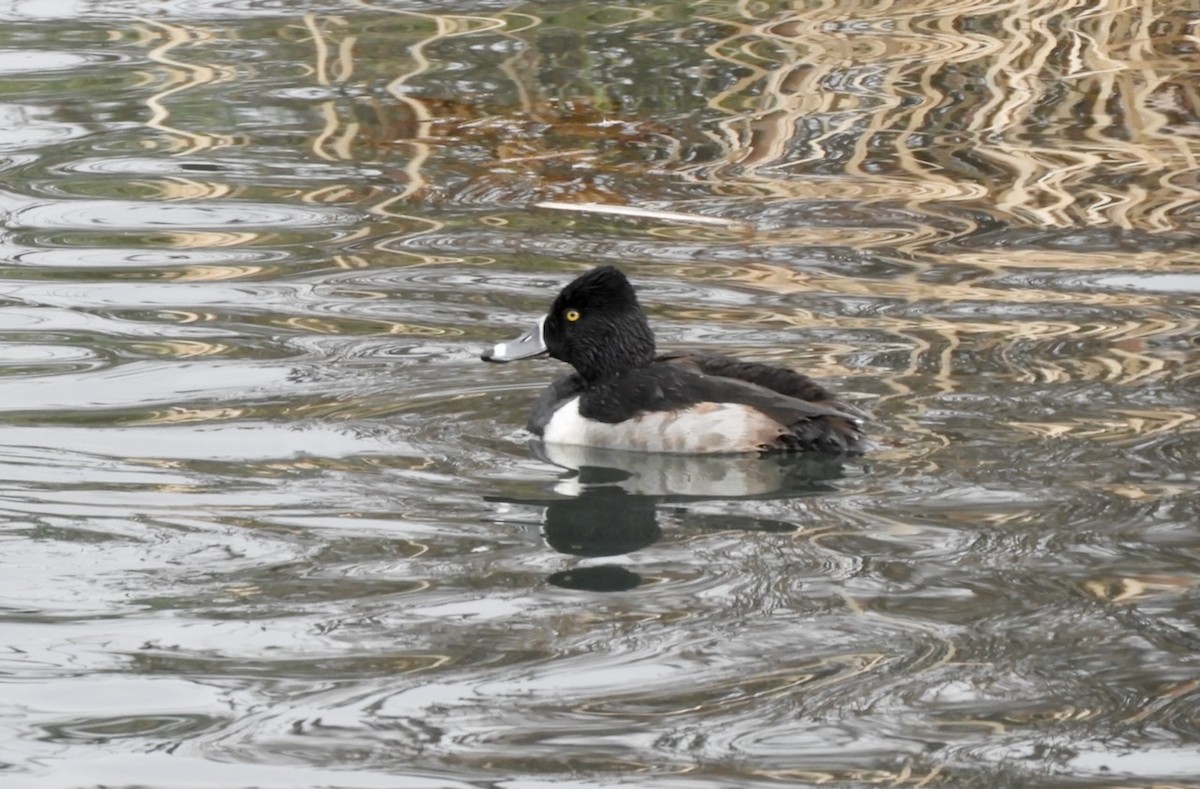 Ring-necked Duck - ML629556036