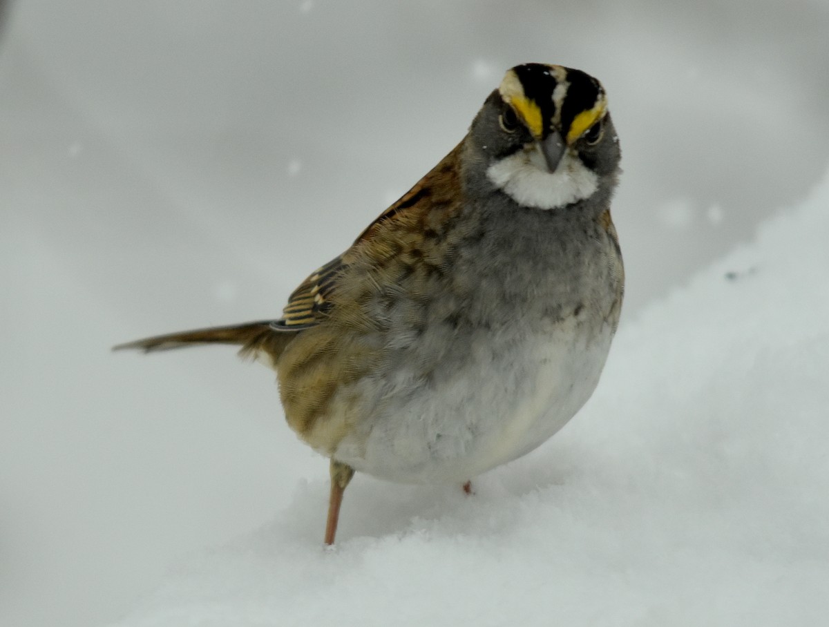 White-throated Sparrow - ML629556049