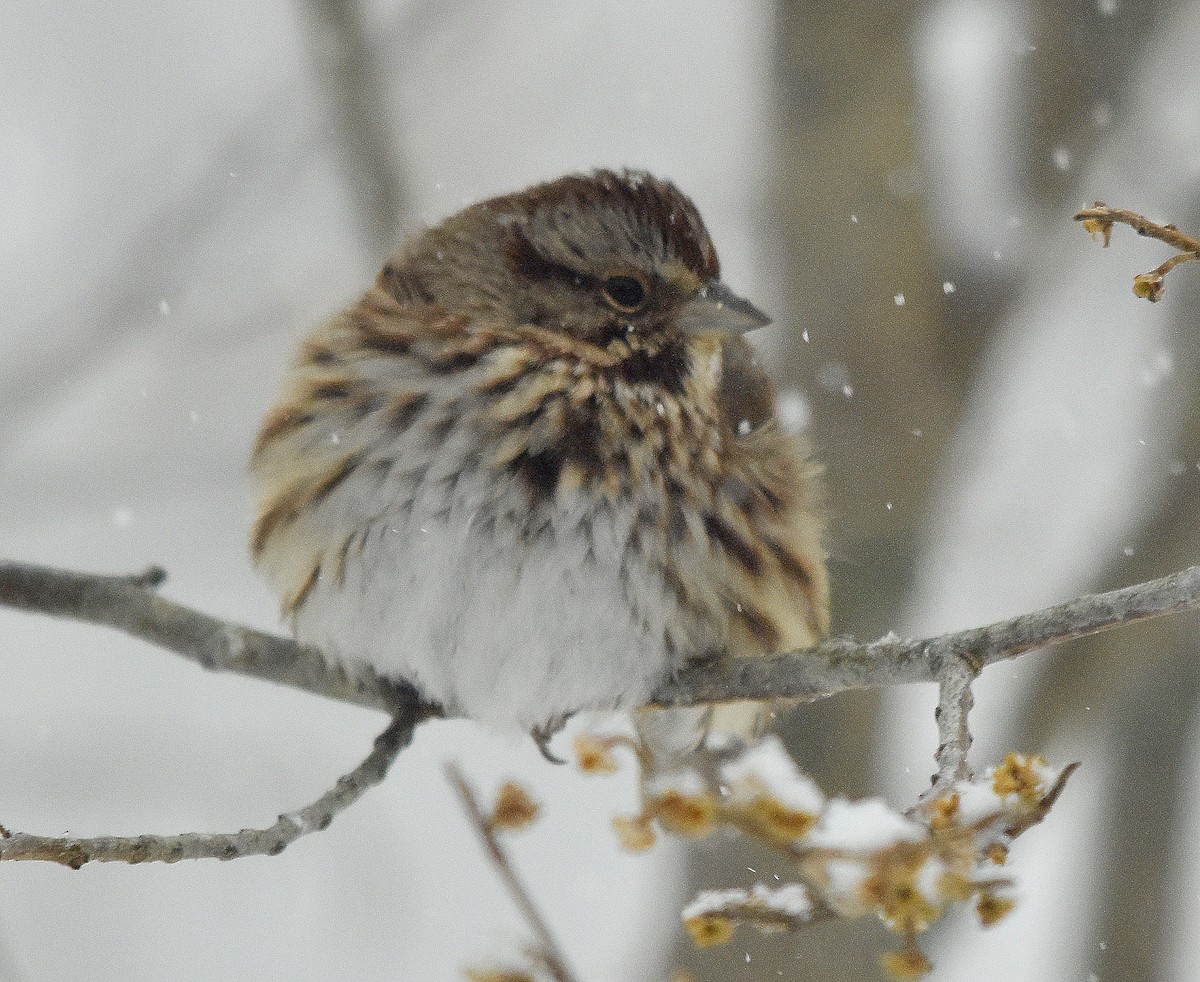 Song Sparrow - ML629556073
