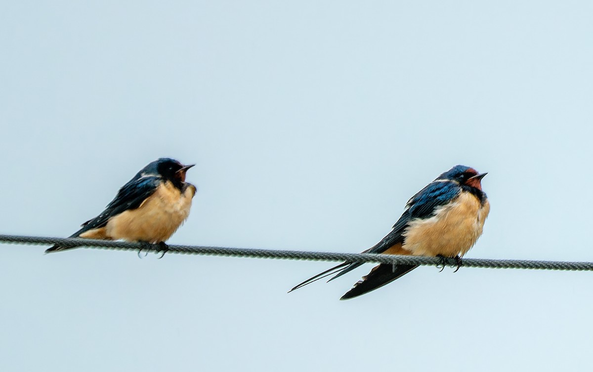 Асрын хараацай - ML629556173