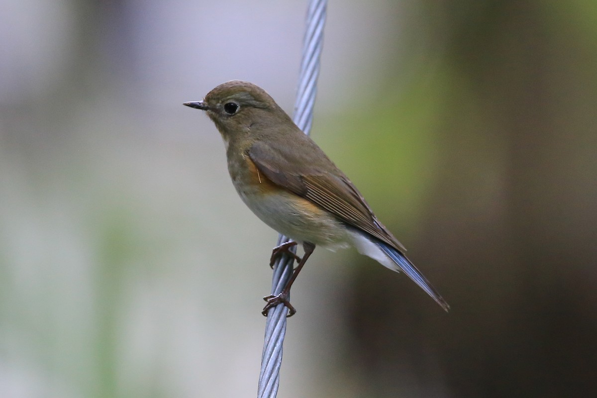 Red-flanked/Qilian Bluetail - ML629556254