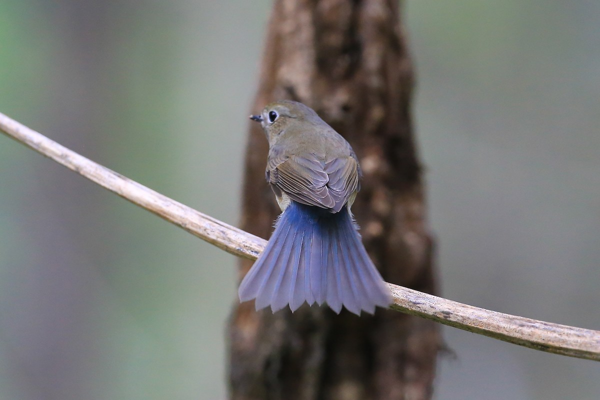 Red-flanked/Qilian Bluetail - ML629556261