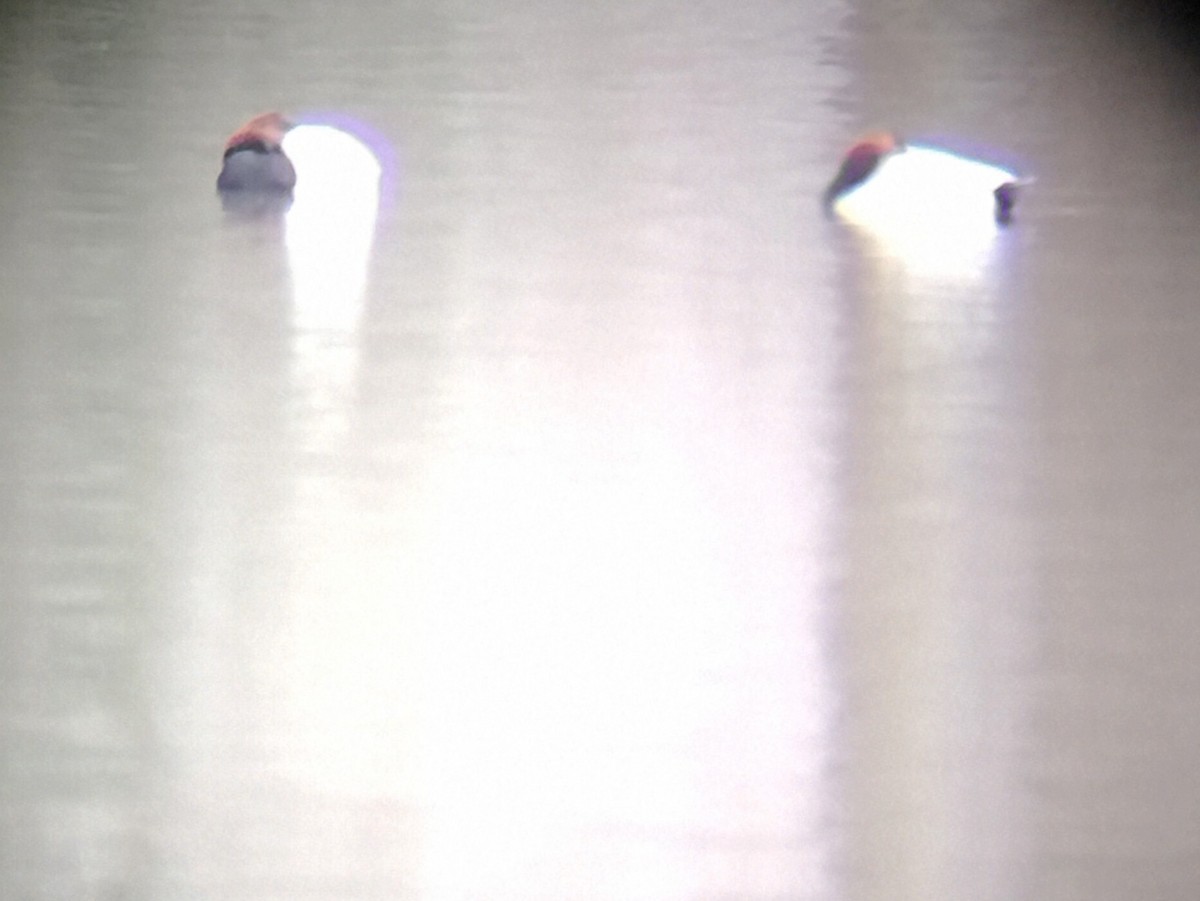 オオホシハジロ - ML629556638