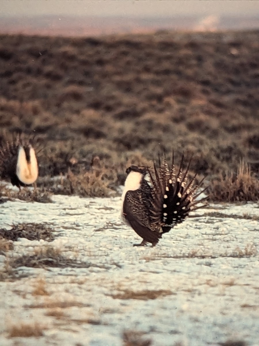 Greater Sage-Grouse - ML629556694