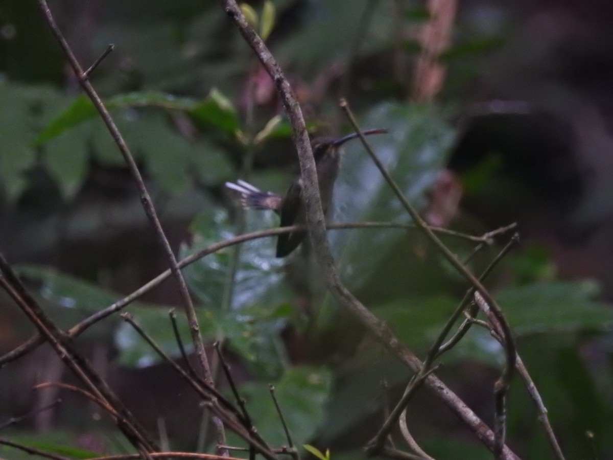 Long-tailed Hermit - ML629557054