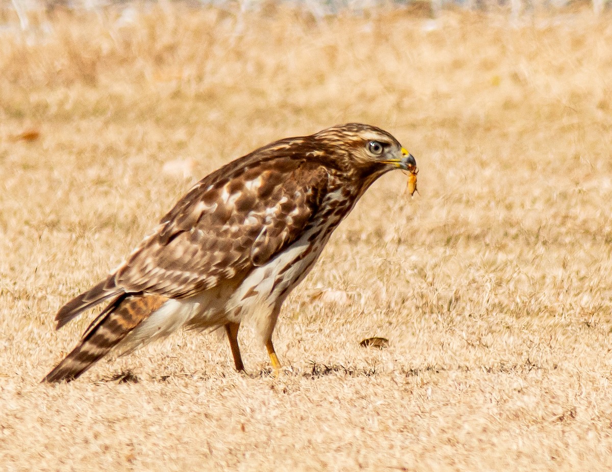 Red-shouldered Hawk - ML629557059
