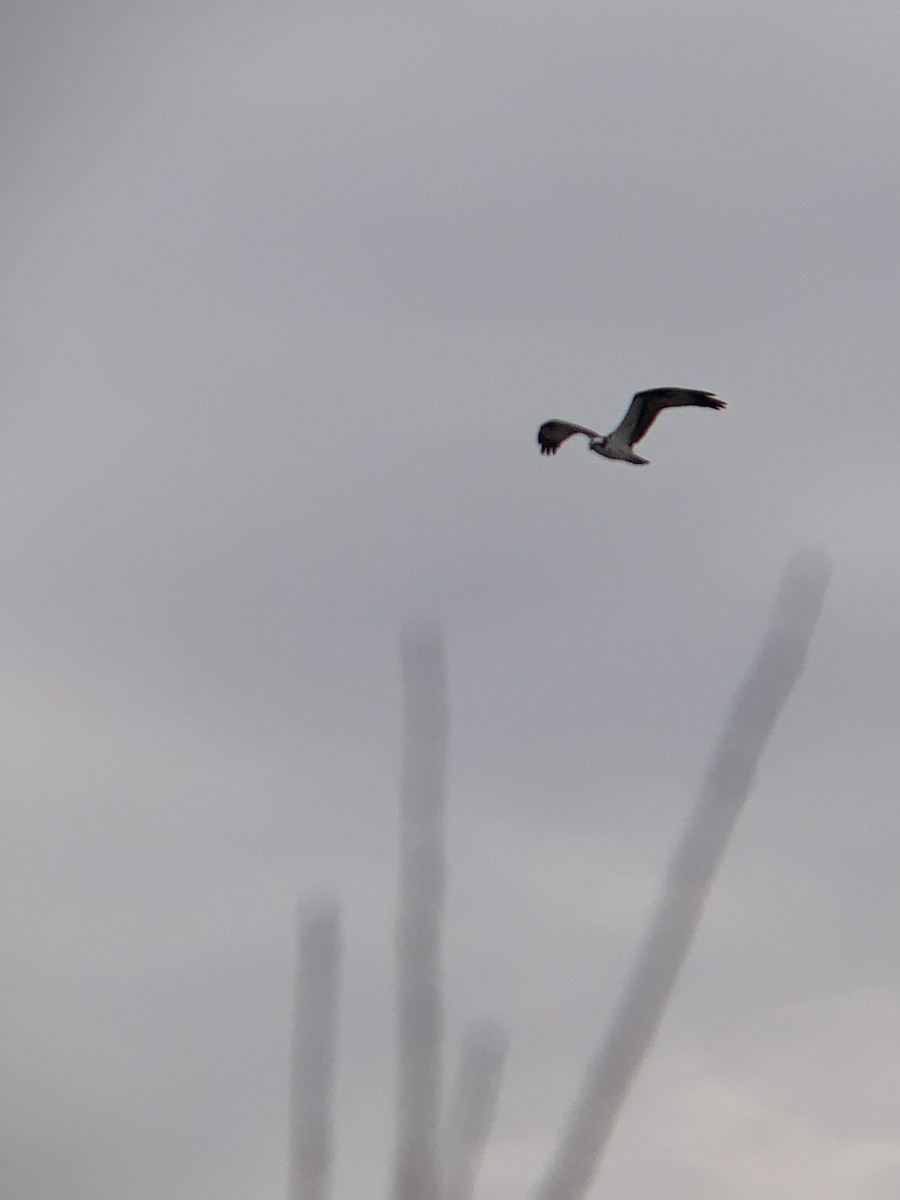 Osprey - ML629557119