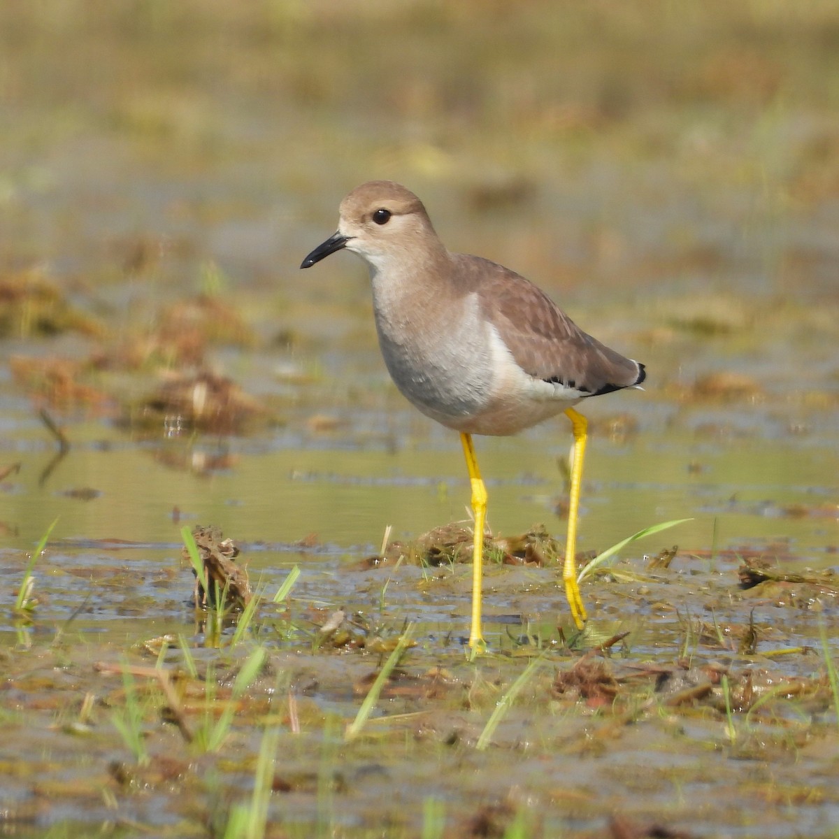 White-tailed Lapwing - ML629557218