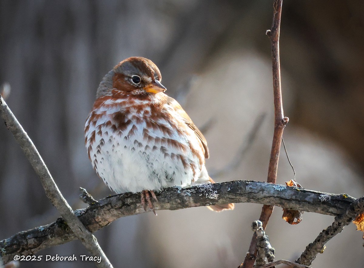 Fox Sparrow - ML629557334