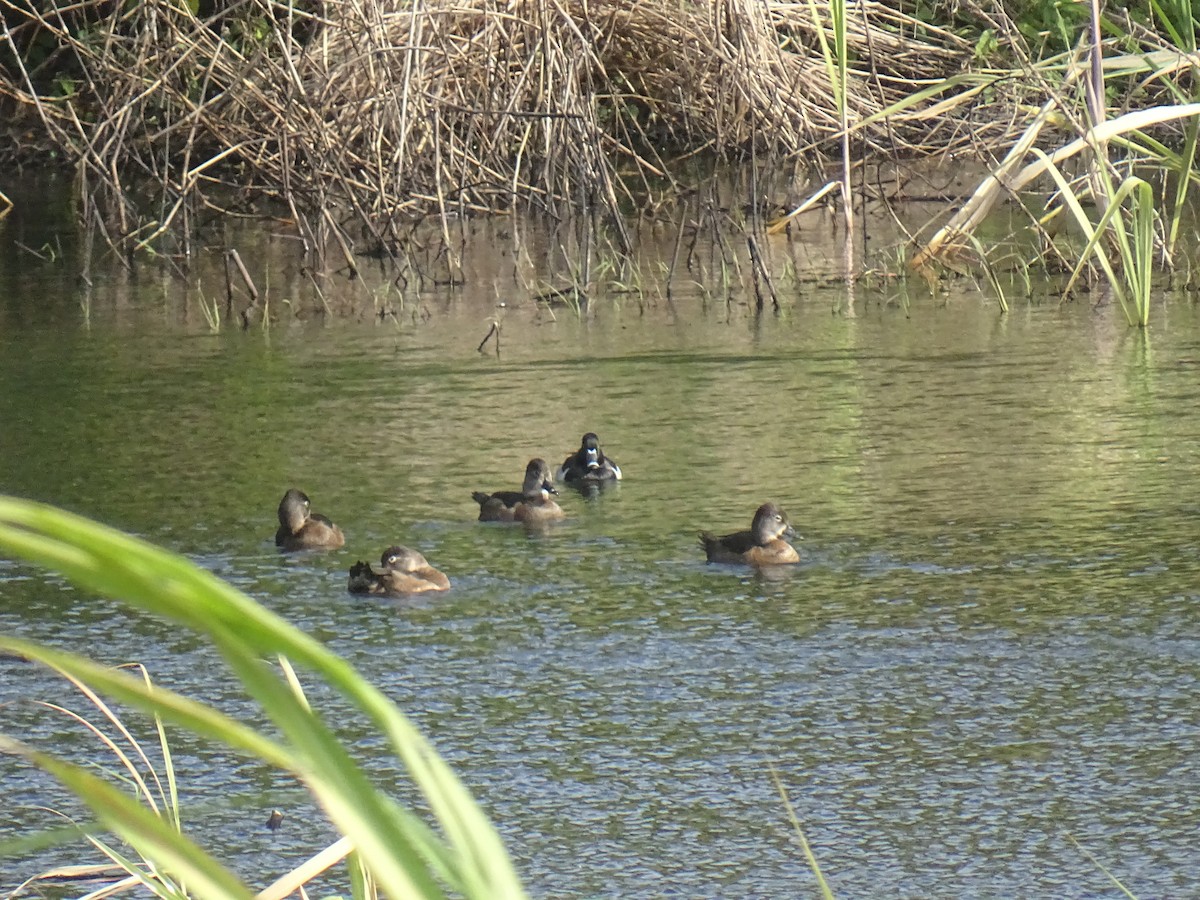 環頸潛鴨 - ML629557625