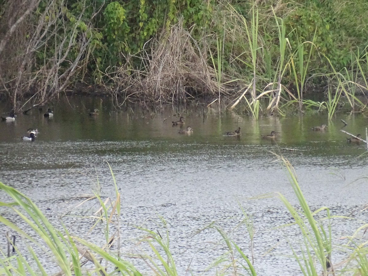 環頸潛鴨 - ML629557626