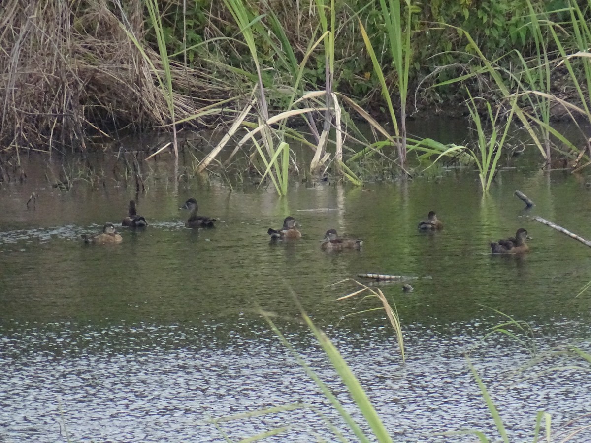 環頸潛鴨 - ML629557628