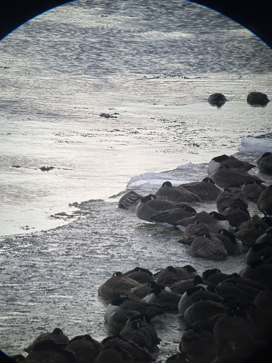 Taiga Bean-Goose - ML629557912