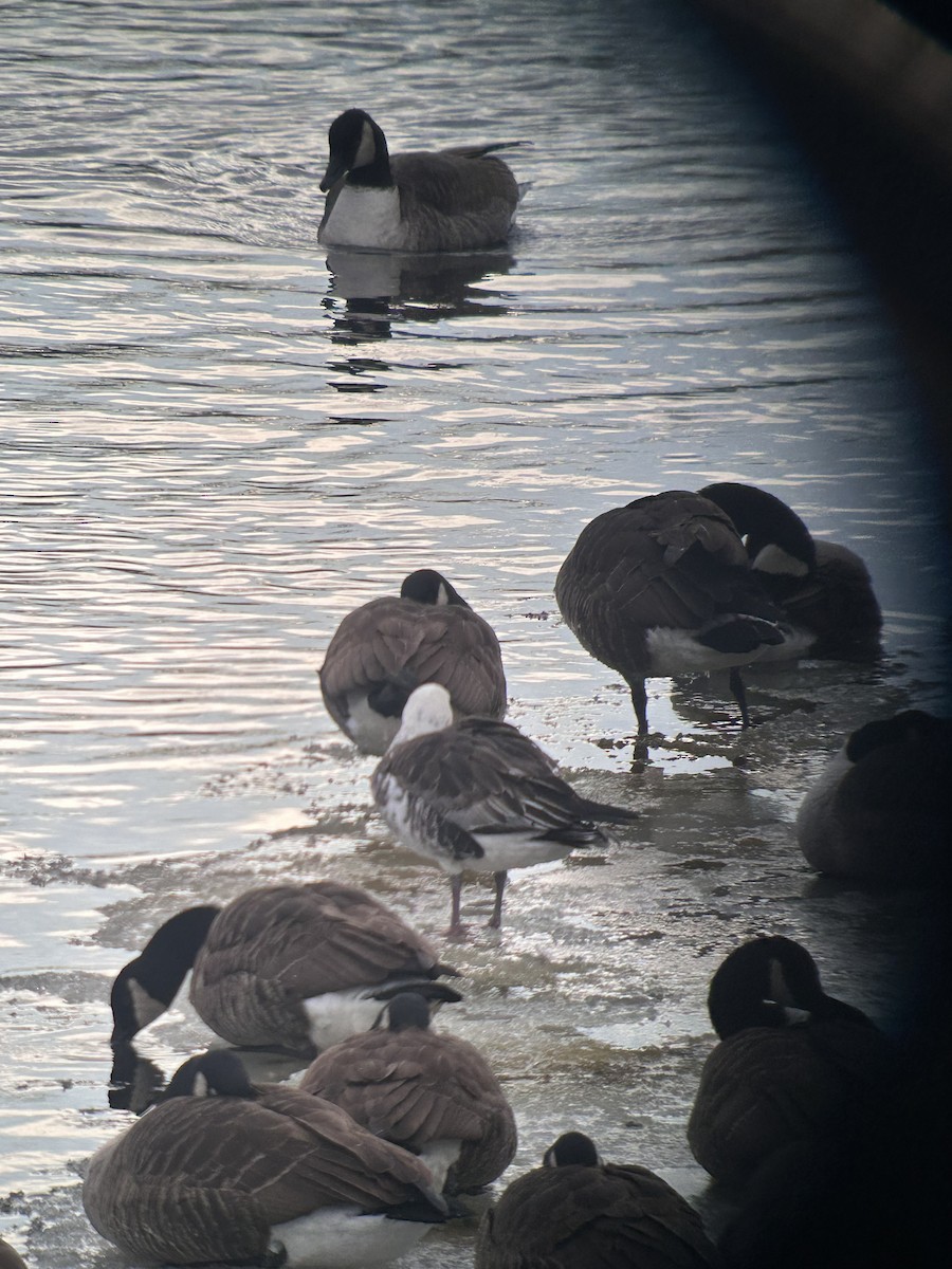 Ross's x Cackling Goose (hybrid) - ML629557917