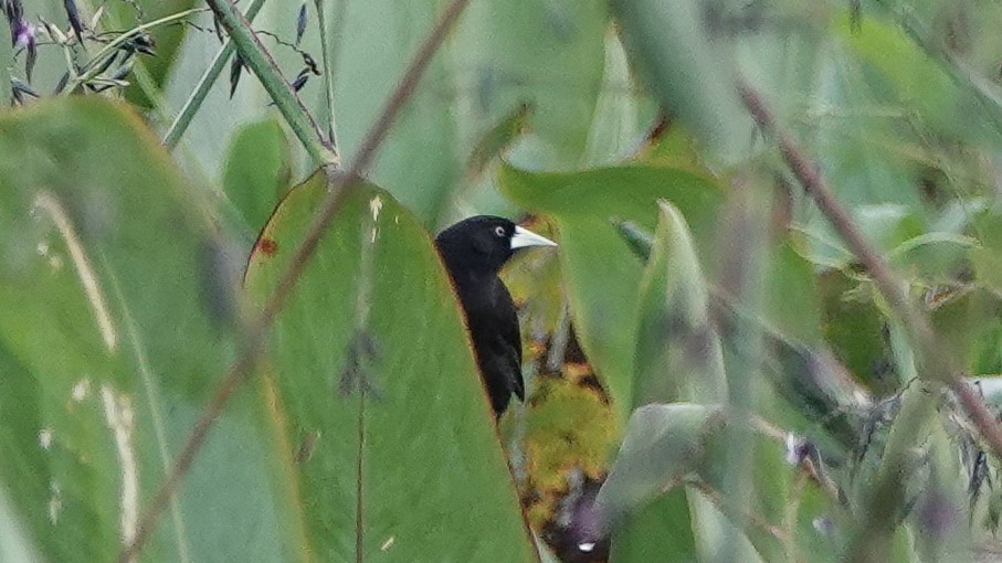 Yellow-billed Cacique - ML629558257