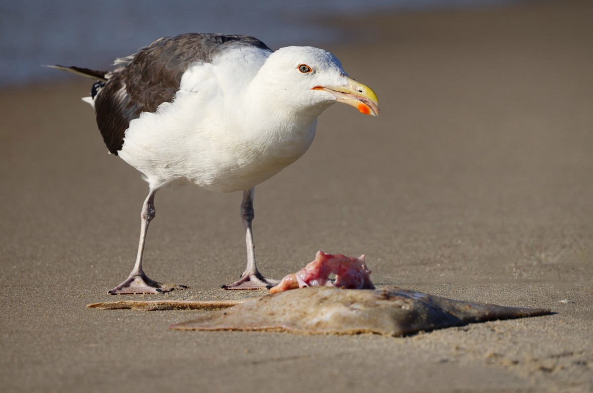 Great Black-backed Gull - ML629558339