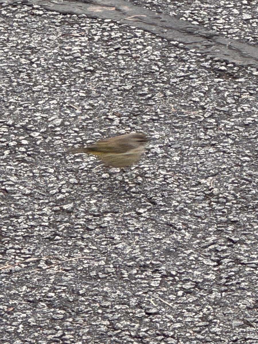 Palm Warbler - ML629558530