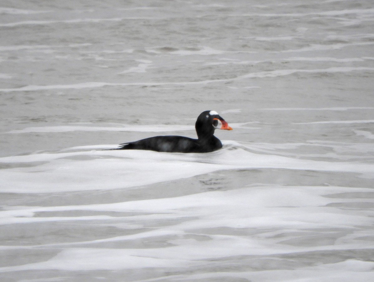 Surf Scoter - ML629558539