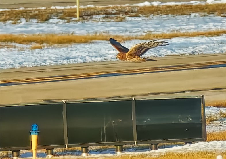 Northern Harrier - ML629558634
