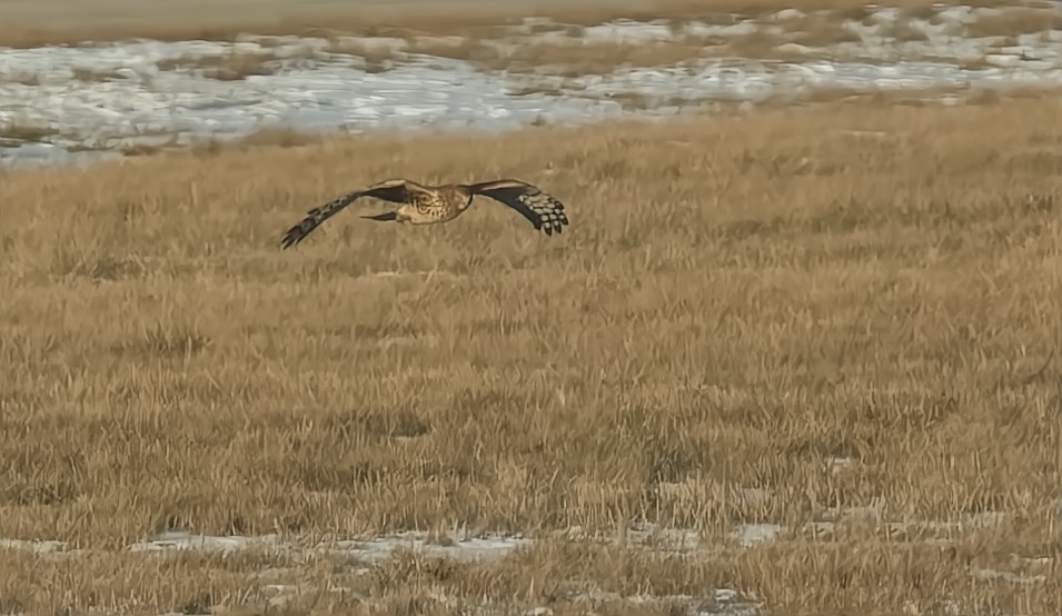 Northern Harrier - ML629558635
