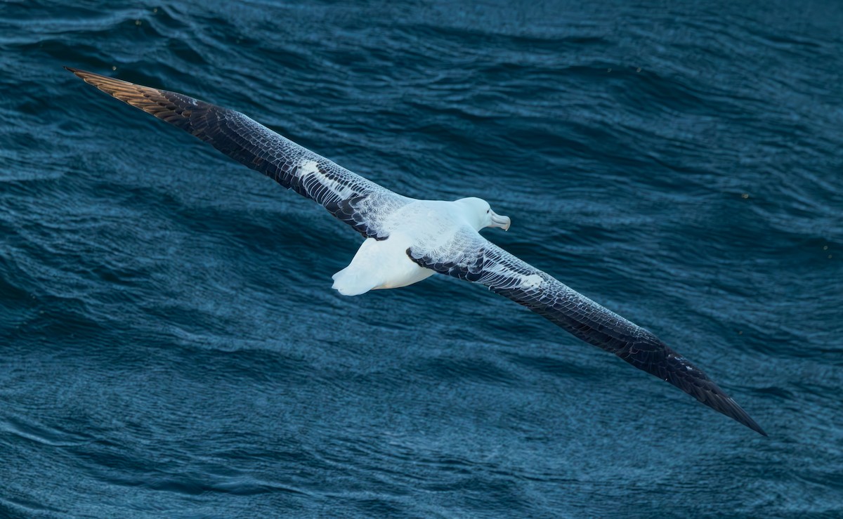 Southern Royal Albatross - ML629558821