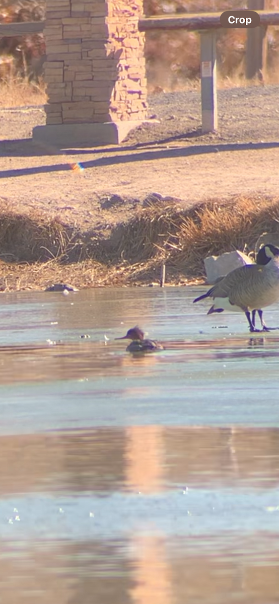 Red-breasted Merganser - ML629558858