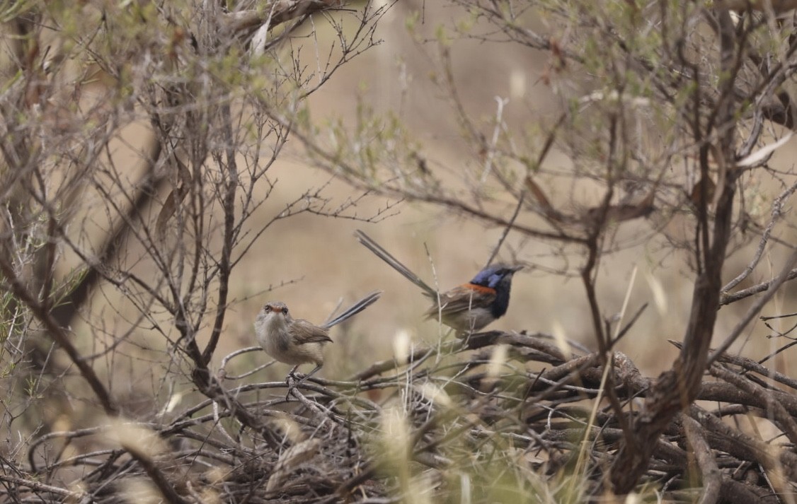 Blue-breasted Fairywren - ML629558933