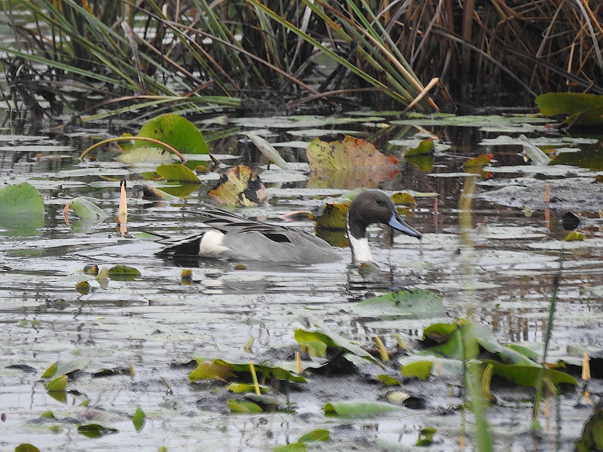 Northern Pintail - ML629558950