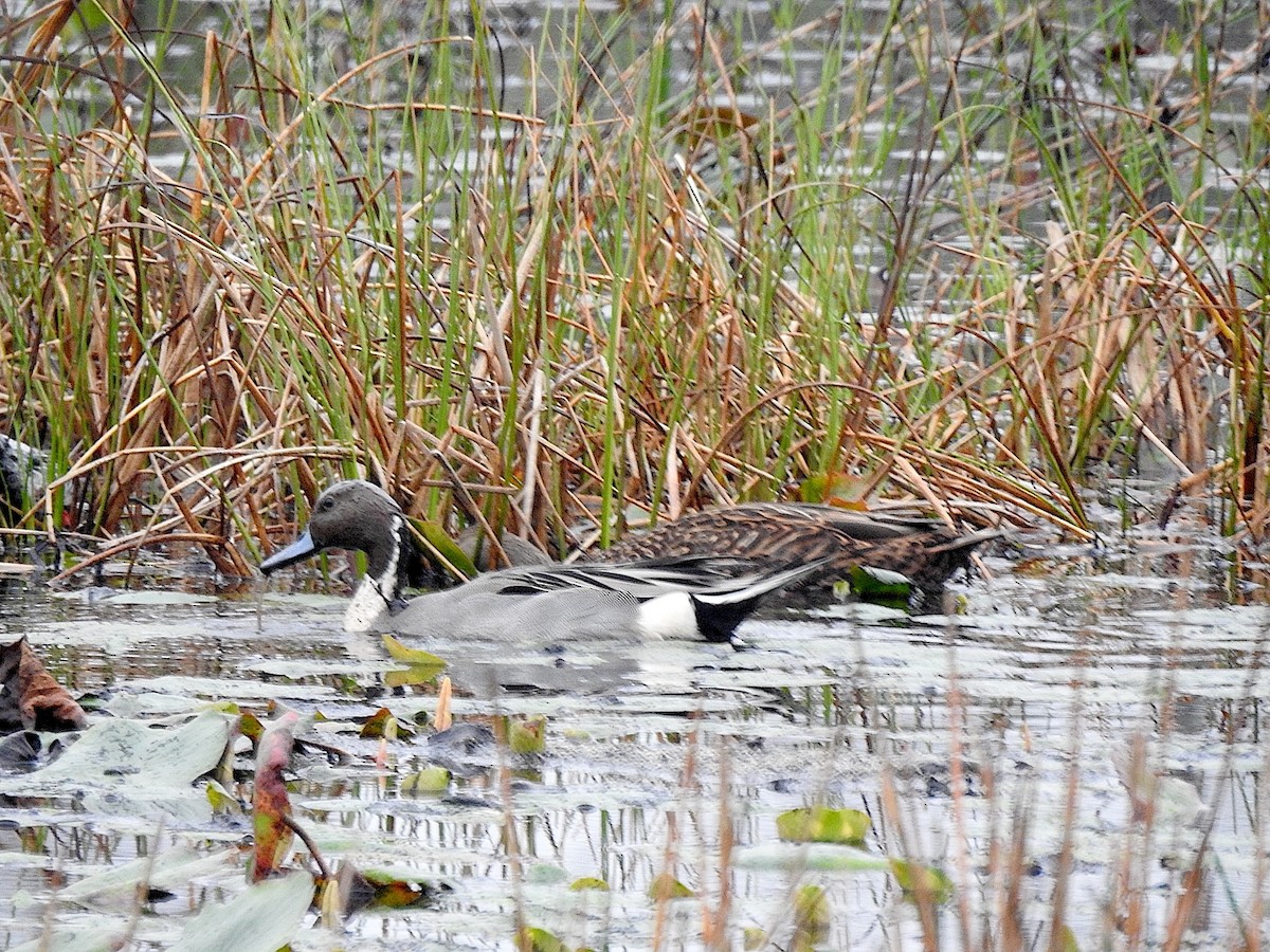 Northern Pintail - ML629558999