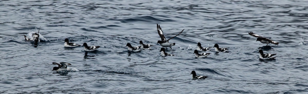 Pintado Petrel (Snares) - ML629559079