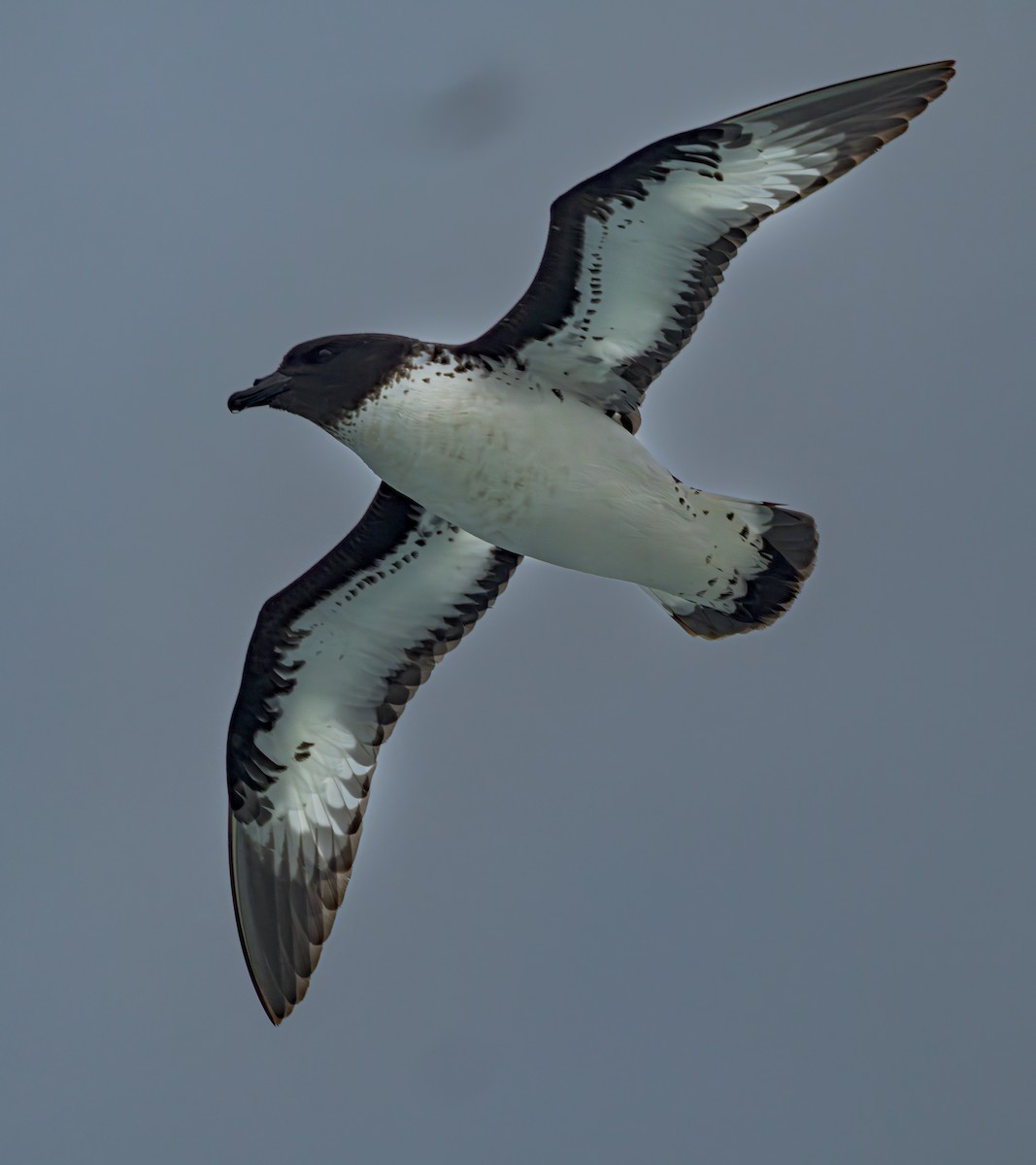 Pintado Petrel (Snares) - ML629559201